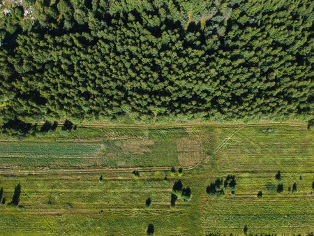 The border between the forest and the field in summer from the height of the quadrocopter