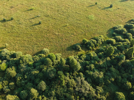 The border between the forest and the field in summer from the height of the quadrocopterの写真素材