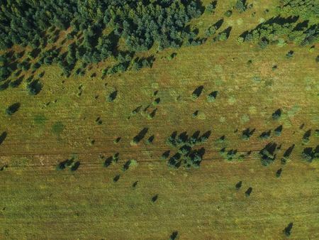 The border between the forest and the field in summer from the height of the quadrocopterの写真素材