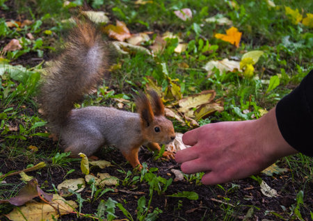 Squirrel eats with handsの写真素材