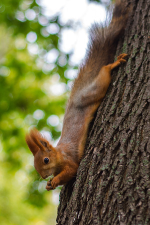 Squirrel chews food in the Parkの写真素材