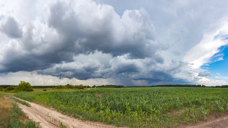 Dark clouds in the sky over a large cornfield on a summer dayの写真素材