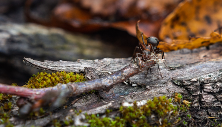 Hardworking ants carry twigsの写真素材