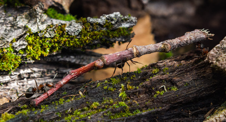 Hardworking ants carry twigsの写真素材