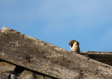 White Sparrow on the roofの写真素材