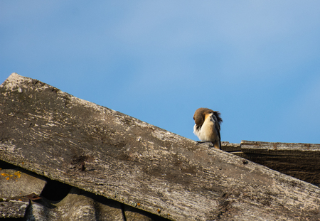 White Sparrow on the roofの写真素材