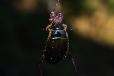 Beetle swimmer grabbed the worm on the hookの写真素材