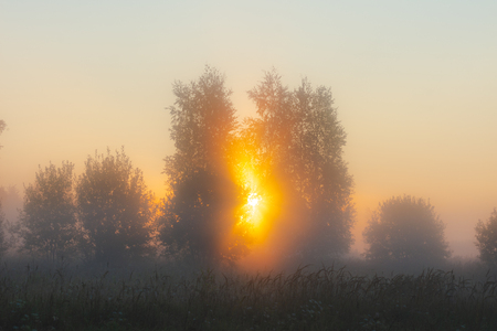 The sun's rays Shine through the fog in the summer morning at dawn in a field with treesの写真素材