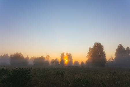 The sun's rays Shine through the fog in the summer morning at dawn in a field with treesの写真素材