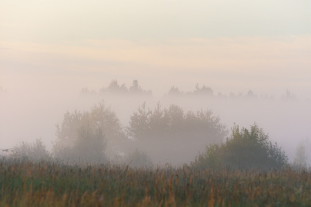 Trees in the morning fog summer morningの写真素材