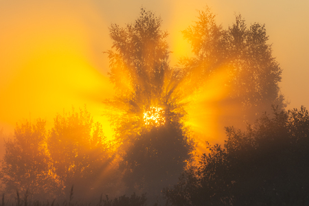 The sun's rays Shine through the fog in the summer morning at dawn in a field with treesの写真素材