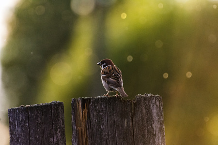 Cute sparrows on the fence in the rain with a very beautiful bokeh at sunsetの写真素材