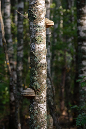 Mushrooms growing on birch in the forestの写真素材