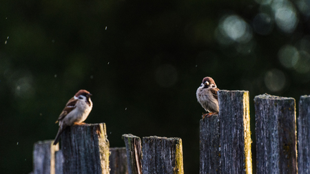 Cute sparrows on the fence in the rain with a very beautiful bokeh at sunsetの写真素材