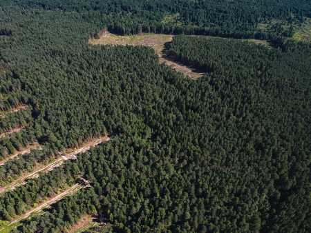 Illegal logging in summer from a heightの写真素材