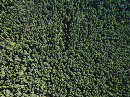 Forest from heightの写真素材
