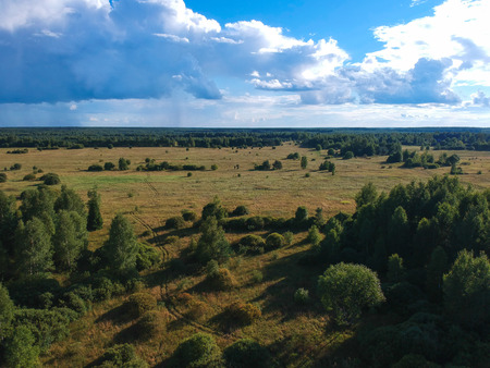 Aerial view of a forestの写真素材