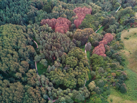 the forest from the height of the droneの写真素材