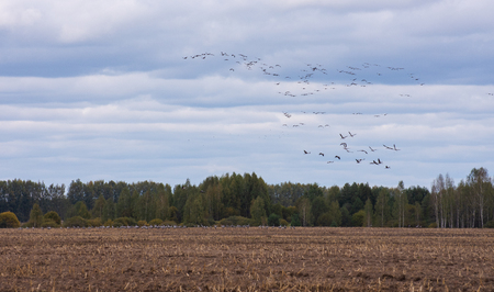 Cranes in the fieldの写真素材