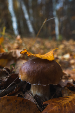 White mushroom close up among the yellow leaves of the birchの写真素材