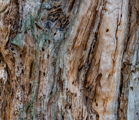 wood bark textureの写真素材