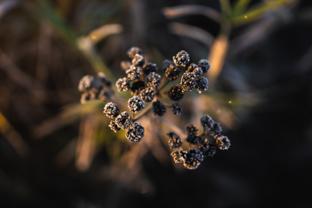 Plants in frostの写真素材