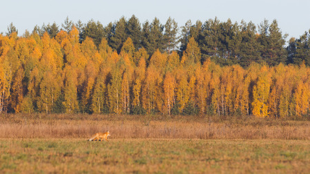 Fox in the field looking for mice, autumn morningの写真素材