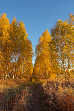 Road in autumn forestの写真素材