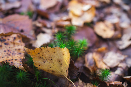 Forest moss with leaves close-upの写真素材