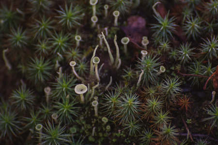 Forest moss with leaves close-upの写真素材