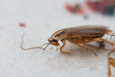 Cockroaches close upの写真素材