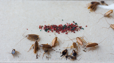 Cockroaches close upの写真素材