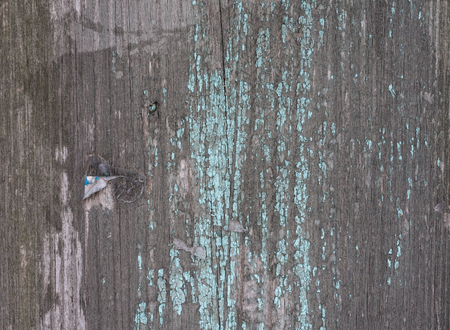 The texture of shabby paint on a wooden wallの写真素材