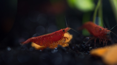 Macro photo of red shrimp close-up with a cool bokeh in the aquariumの写真素材