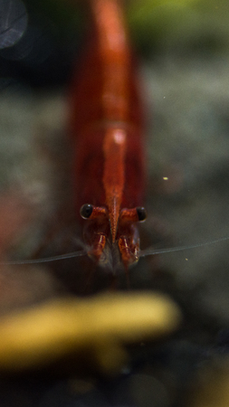 Macro photo of red shrimp close-up with a cool bokeh in the aquariumの写真素材