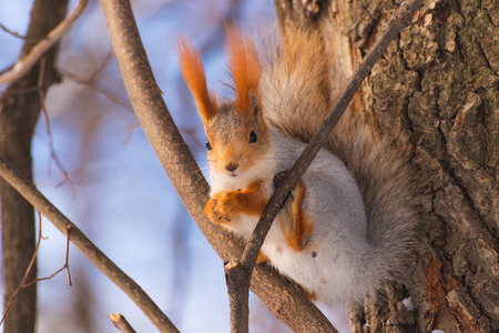 Squirrel eating a nut on a tree in winterの写真素材