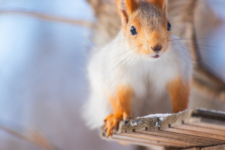 Squirrel on the feeder in winterの写真素材