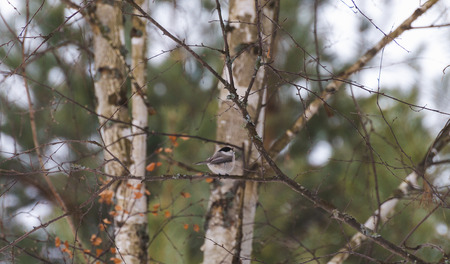 Gray bird little tit on a branch close upの写真素材