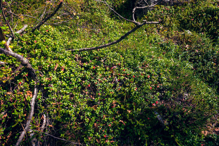 Highland lingonberry on a sunny summer day.の写真素材