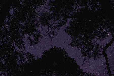 Starry night in the forest