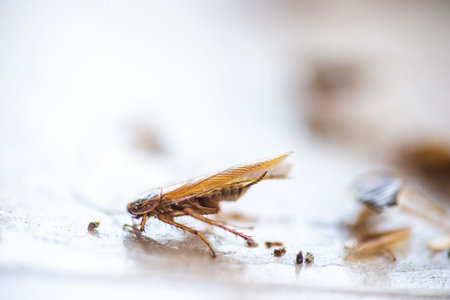 Cockroach crawling to the bait. Remedy for parasites. Trap for cockroaches.の写真素材