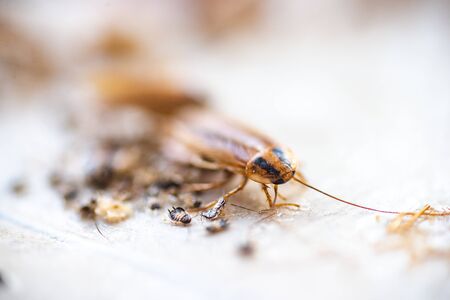 Cockroach crawling to the bait. Remedy for parasites. Trap for cockroaches.の写真素材