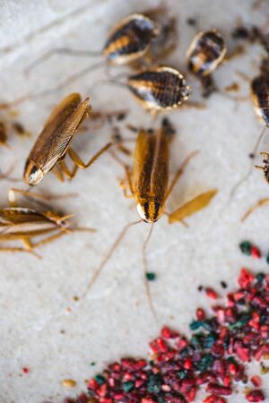 Cockroach crawling to the bait. Remedy for parasites. Trap for cockroaches.の写真素材