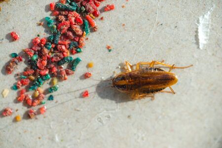 Cockroaches crawl into a trap with bait. Cockroaches fell into a sticky trap.の写真素材