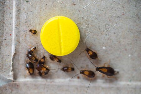 A cockroach crawled to the bait in the form of a yellow pill.の写真素材