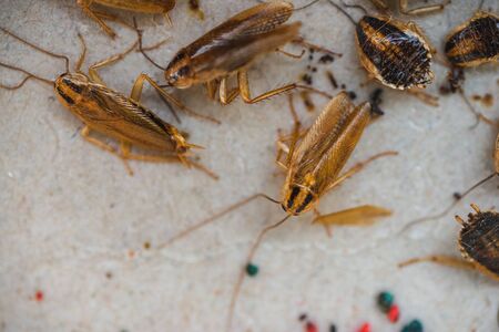 Cockroaches crawl into a trap with bait. Cockroaches fell into a sticky trap.の写真素材