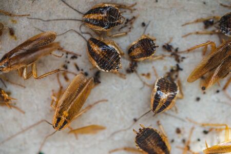 Cockroaches crawl into a trap with bait. Cockroaches fell into a sticky trap.の写真素材