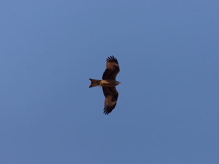 Eagle in flight on a clear, Sunny day in springの写真素材