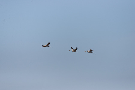 Cranes in flight on a spring dayの写真素材