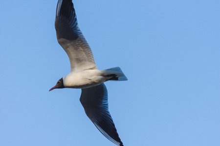 Seagull in flight close-up during the dayの写真素材